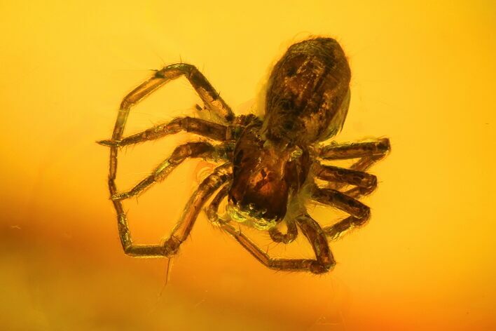 mm Fossil Spider (Araneae) In Baltic Amber #123345